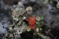 mushroom-plant-undergrowth-autumn-708395.jpg