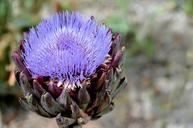 flower-artichoke-violet-643912.jpg