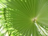 palm-green-tropical-nature-design-522370.jpg