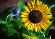 sunflowers-flowers-yellow-flowers-1655715.jpg