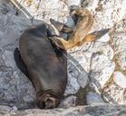 sea-lion-mother-baby-nursing-911961.jpg