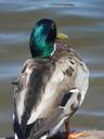 mallard-duck-drake-bird-wildlife-831939.jpg