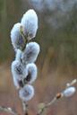 pasture-willow-catkins-palm-kitten-247528.jpg