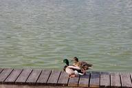 duck-pair-mallards-water-plumage-1395725.jpg