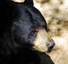 black-bear-animal-wildlife-bear-1703700.jpg