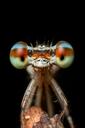 damselfly-odonata-insect-macro-1131638.jpg