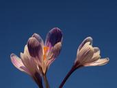 lilac-flower-crocus-wildflower-318815.jpg