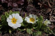 primrose-white-leaves-leaf-1310433.jpg