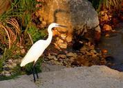 birds-egret-lake-shadow-482071.jpg