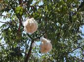 seeds-bottle-tree-bottle-tree-seeds-374816.jpg