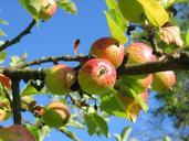 apple-tree-orchard-apfelernte-360083.jpg