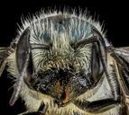 Osmia_georgica,_F,_Face,_Carroll_Co._MD_2013-07-23-15.38.23_ZS_PMax.jpg