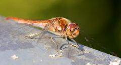 dragonfly-insect-close-1003672.jpg