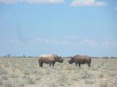 Black rhinos at Etosha National Park02.JPG