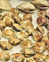 fresh-atlantic-clams-ice-shells-898337.jpg