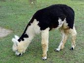 alpaca-woolly-llama-furry-1503994.jpg