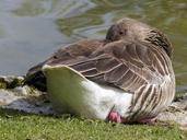 bean-goose-feathered-animal-333226.jpg