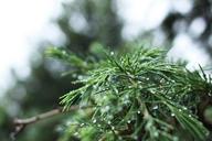 pine-needles-droplets-water-tree-728920.jpg