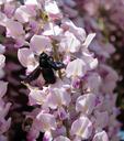 carpenter-bee-xylocopa-wisteria-112019.jpg