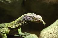 lizard-animal-animal-world-fauna-612592.jpg