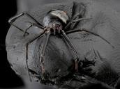 Latrodectus_variolus,_Face_2013-06-07-18.43.54_ZS_PMax.jpg