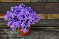 flowerpot-flower-purple-mother-s-day-1372452.jpg