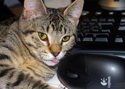 tabby-cat-and-mouse-keybord-feline-116063.jpg