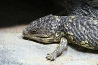 lizard-reptile-pinecone-lizard-597218.jpg