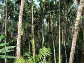 arecanut-orchard-plantation-malnad-208194.jpg