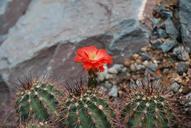 cactus-cactaceae-desert-flower-362206.jpg