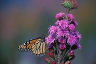 monarch-butterfly-flower-755398.jpg