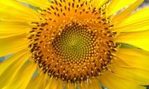 sunflower-sunflower-seeds-sunflowers-94184.jpg