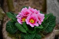 primrose-pink-spring-primroses-663276.jpg