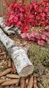 birch-moss-garden-bush-bl%C3%BCtten-1002050.jpg