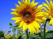 sunflowers-sunflower-yellow-petal-268019.jpg