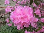 rhododendron-rhododendrons-ericaceae-328487.jpg