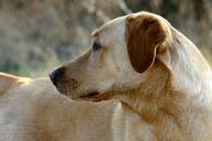 labrador-dog-pet-bright-coat-head-1053529.jpg