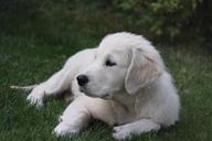 puppy-dog-animals-each-white-978194.jpg