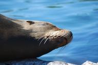 seal-zoo-robbe-animal-279028.jpg