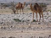 camel-desert-wadi-camels-nature-234678.jpg