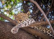 leopard-tree-female-resting-1022413.jpg