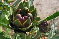 artichoke-plant-blossom-bloom-bud-1141842.jpg