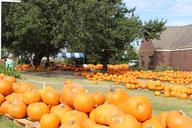 pumpkins-fall-autumn-pumpkin-patch-1712933.jpg