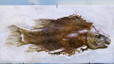 fossil-petrification-fish-skeleton-201044.jpg