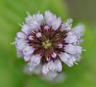 basil-flower-basil-macro-purple-453703.jpg