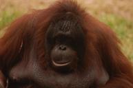 animal-monkey-orang-utan-zoo-978766.jpg