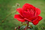 red-rose-rose-blossom-bloom-red-930292.jpg