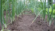 onion-vegetables-field-garden-will-909661.jpg