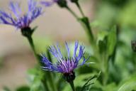 violet-flowers-cornflower-bud-1167859.jpg