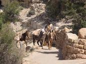 grand-canyon-mule-guide-scenic-646254.jpg